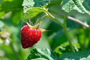 red raspberries