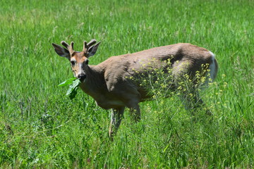 White tail buck eating in field. 