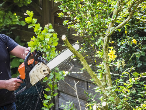 Man with chainsaw cutting the tree in the garden