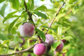 Closeup of delicious ripe plums on tree branch in garden