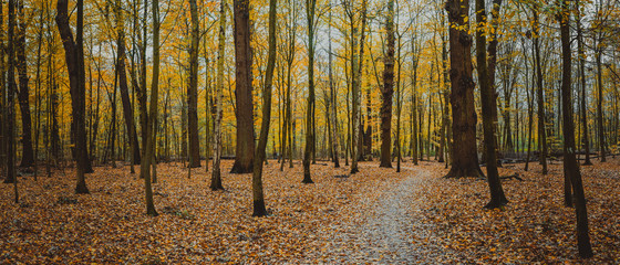 Autumn calm forest walking path between bare trees. Golden yellow foliage leaf fall