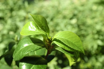 Fototapeta na wymiar Tea shrub with green leaves outdoors on sunny day, closeup