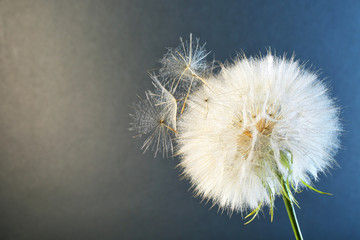White dandelion seed head on color background