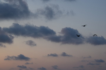 Three Seagulls Flying over the Black Sea