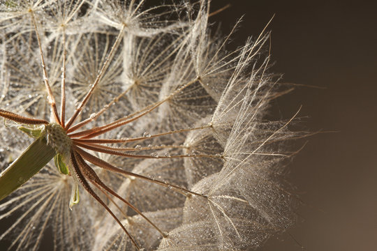 Dandelion seed head with dew drops on grey background, close up