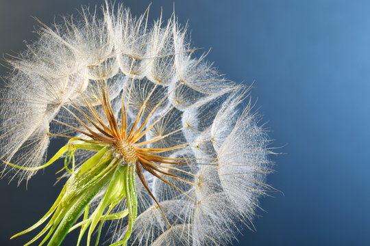 Dandelion seed head with dew drops on color background, close up