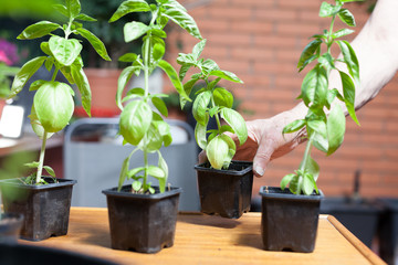 domestic basil seedlings in pots
