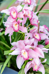 Beautiful pink phalaenopsis orchids