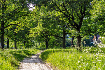 Oak grove with a bright summer day

