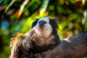 Marmoset monkeys, they do not look like forest gnomes and come from South America.