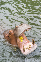 Hippopotamus wide open in the water