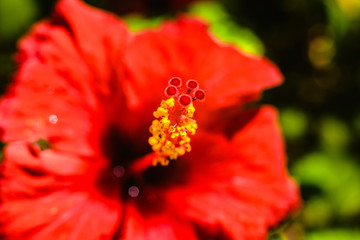 Colorful flowers in the sun with their stamens and pollen