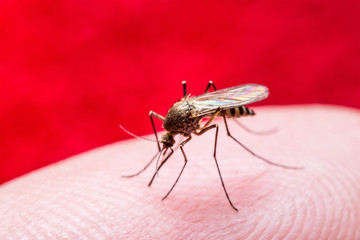 Yellow Fever, Malaria or Zika Virus Infected Mosquito Insect Macro on Red Background