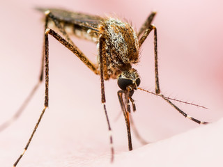 Yellow Fever, Malaria or Zika Virus Infected Mosquito Insect Macro