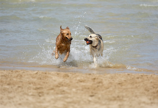 DOGS