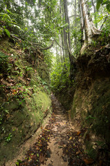 Obraz premium Penang National Park