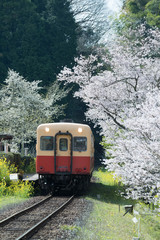 Fototapeta premium Kominato Tetsudo Train and Sakura cherry blossom in spring season. The Kominato Line is a railway line in Chiba Prefecture, Japan