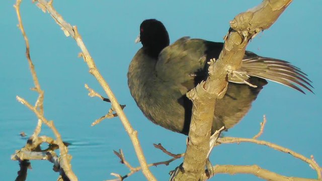 The Eurasian coot (Fulica atra), aka the common coot, is a member of the rail and crake bird family.  It is found in Europe, Asia, Australia and parts of Africa. 
