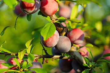 Closeup of branch with ripe plums in garden on sunny day