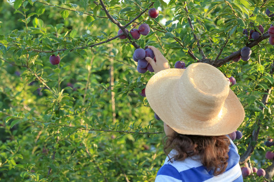 Woman harvesting plums in garden on sunny day