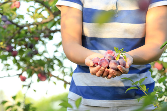 Woman holding ripe plums in garden