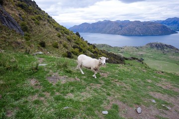 Sheep walking on grass on mountain top in new zealand
