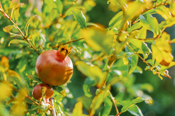 Green unripe grenades on a branch against a blue sky