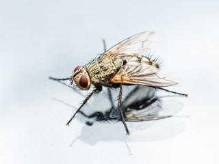 Diptera Drosophila Fly Insect On Glass Window