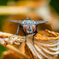Exotic Drosophila Fruit Fly Diptera Insect on Leaf