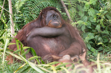 Orangutan - Malaysia © Sam D'Cruz