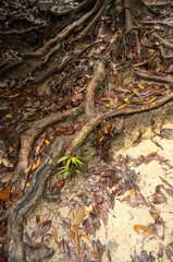 Naklejka premium Penang National Park