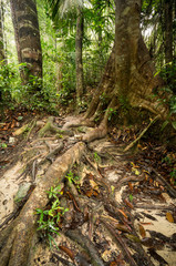 Penang National Park