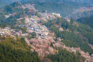 Fototapeta premium Yoshinoyama sakura cherry blossom . Mount Yoshino in Nara Prefecture, Japan's most famous cherry blossom viewing spot