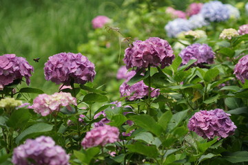 ピンクの紫陽花