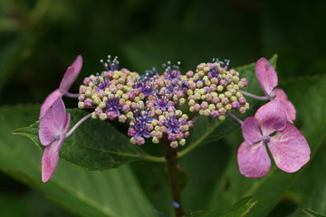 紫陽花のつぼみ