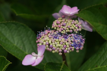 紫陽花のつぼみ