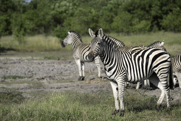 Small Herd of Zebra on the Savanna on the Okavango Delta in Botswana