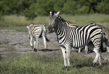 Fototapeta na wymiar Small Herd of Zebra on the Savanna in Botswana