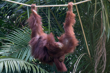 Orangutan - Malaysia © Sam D'Cruz