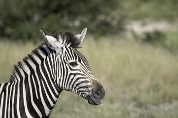 Fototapeta na wymiar Zebra on the Savanna of the Okavango Delta in Botswana