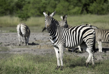 Small Herd of Zebra on the Savanna in Botswana