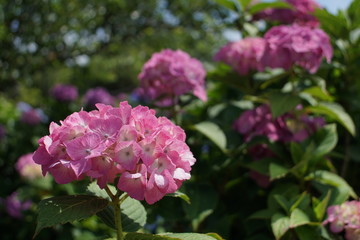ピンクの紫陽花