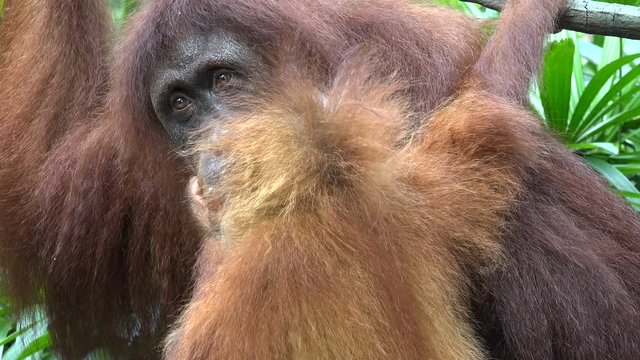 Young orange haired Sumatran orangutan monkey receives food from its mother