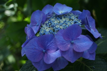 青い紫陽花