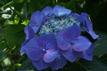 青い紫陽花