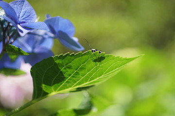 青い紫陽花