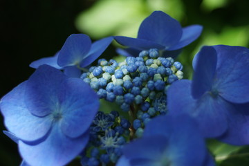 青い紫陽花