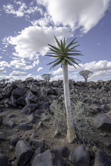 Young Quiver Tree in the Quiver Tree Forest in Namibia