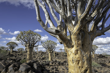 Close Up of a Quiver Tree with Additional Quiver Trees in the Background - Quiver Tree Forest in...