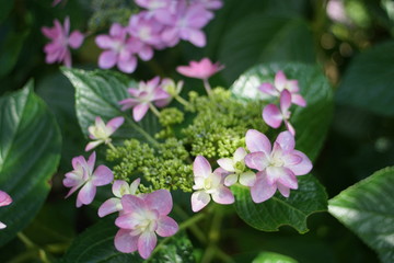 額紫陽花